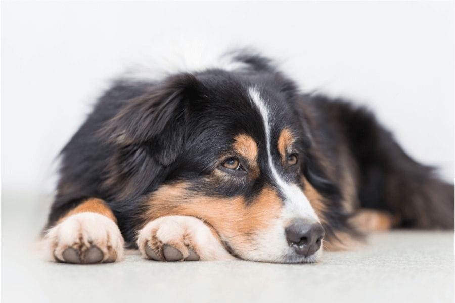 ゴキブリがいなくなるスプレーの犬に対するリスク