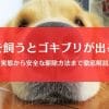ゴキブリは犬がいる家で大量発生する？実態と安全な駆除法を徹底解説