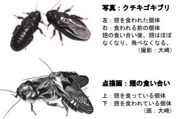 互いの翅を食い合うリュウキュウクチキゴキブリ