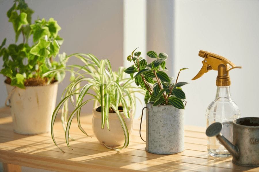 冬でも観葉植物のコバエ対策が必須な理由