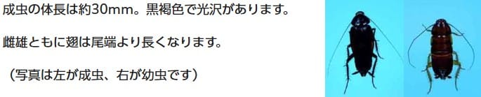クロゴキブリの産卵における習性とは