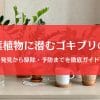 観葉植物に潜むゴキブリの卵を見逃さない！発見から駆除・予防まで徹底ガイド