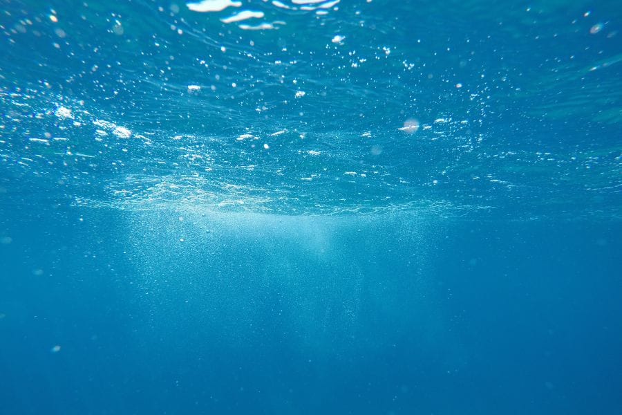 カメムシは水の中で生きられる?