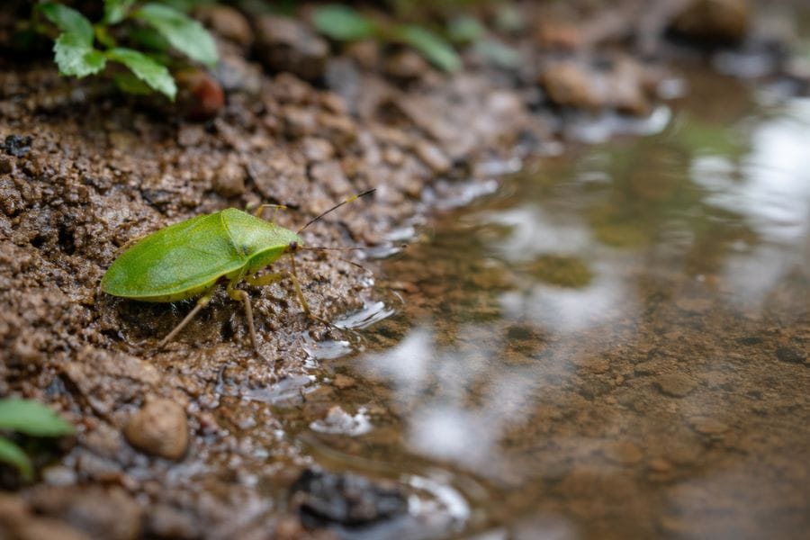 カメムシは水に弱いのか強いのかどっち?