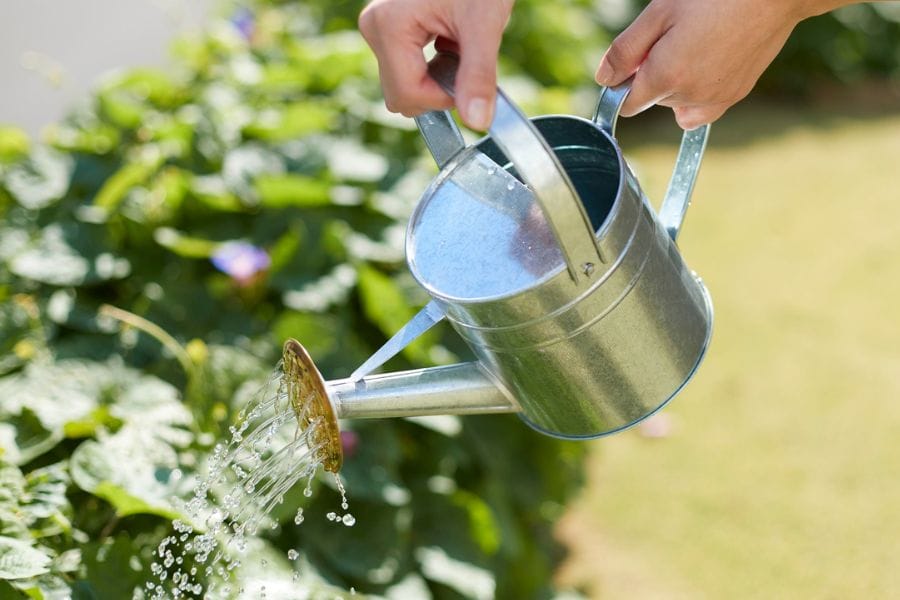 カメムシに水をかける駆除法は意味ない?