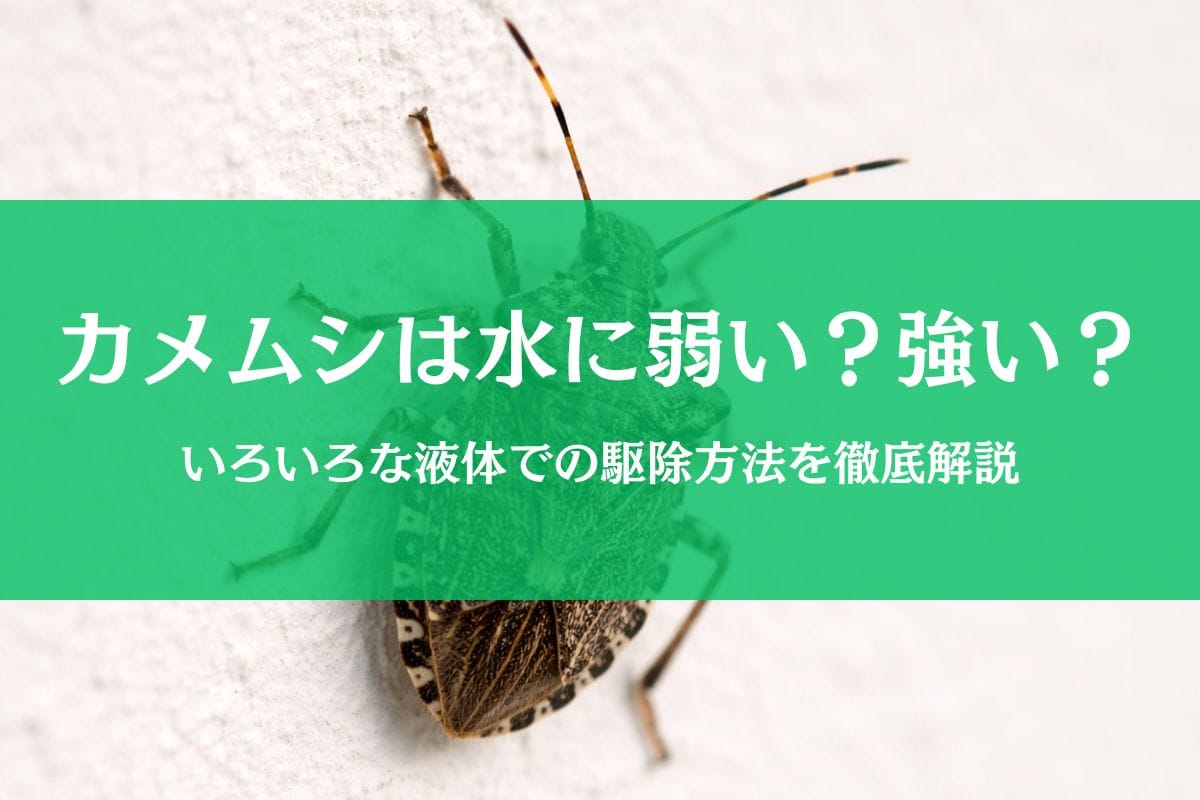 カメムシって水の中でも生きられるの?水に弱いのか強いのか生態まとめ