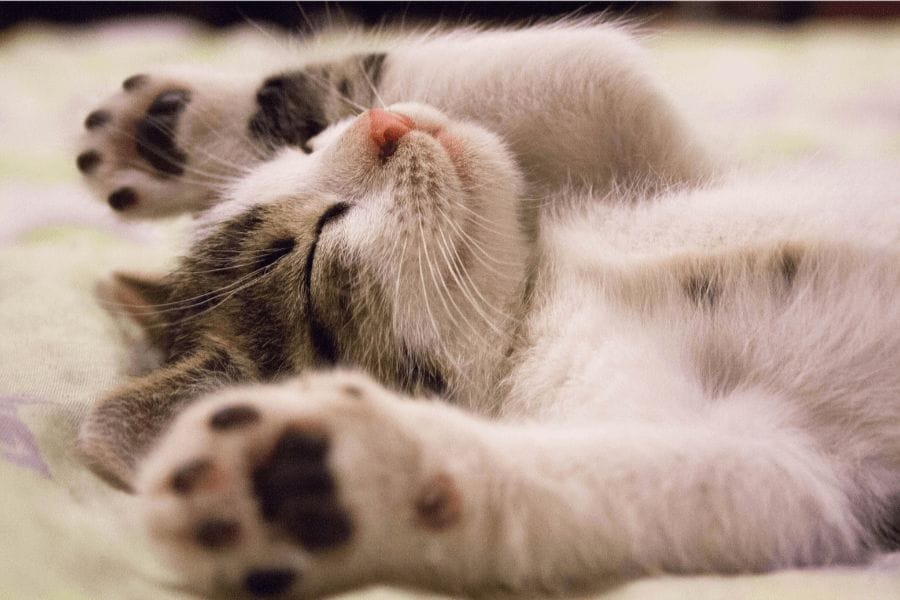 ゴキブリは猫の匂いに惹かれる?