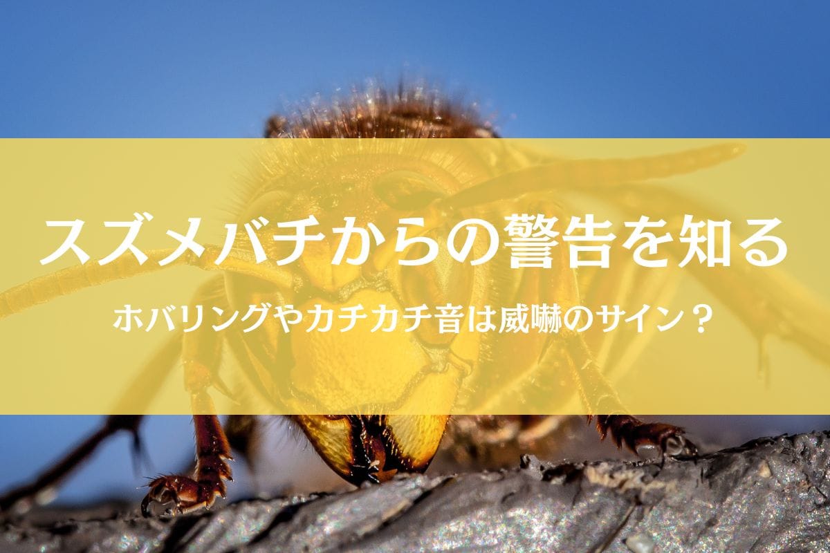 スズメバチの威嚇音が怖すぎる件|カチカチ&羽音ブーンは最後通告?