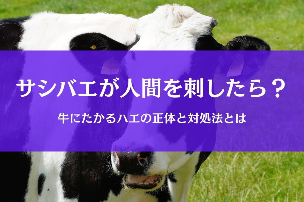 サシバエに刺されたら人はどうなる?牛にたかるハエの正体と対策を解説