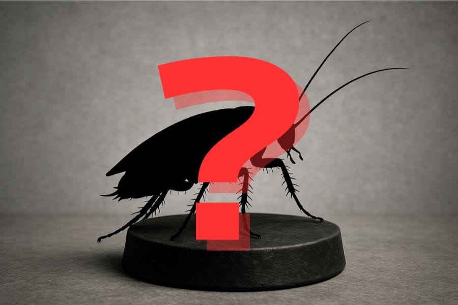 電気の中にいる黒い虫の種類と可能性
