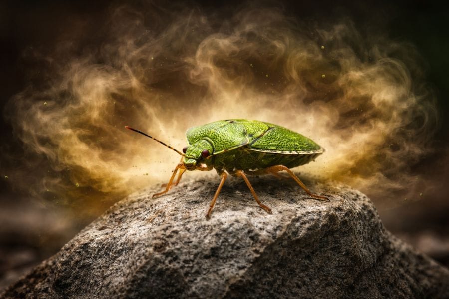 カメムシは臭いを出すから怖い