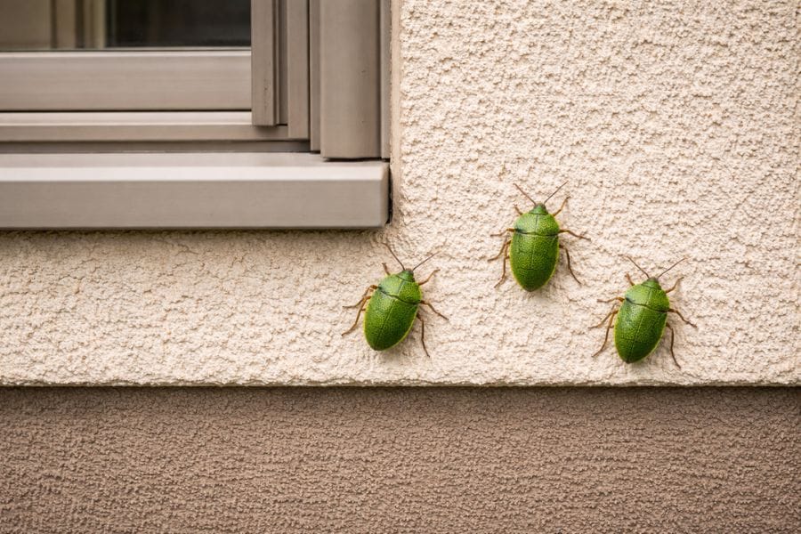 カメムシが寄ってくる原因とは
