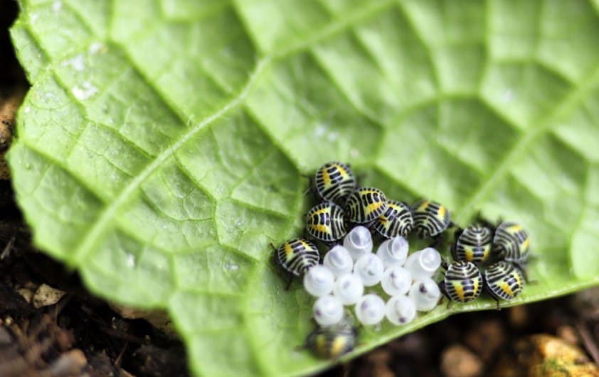 カメムシの幼虫が家の中にいたら考えられる原因と対処法