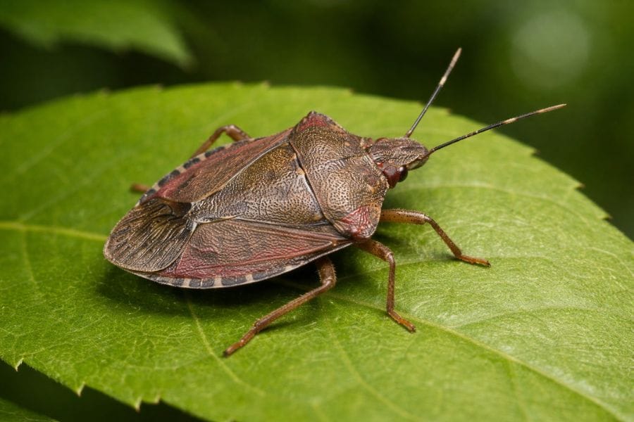 クサギカメムシが怖い