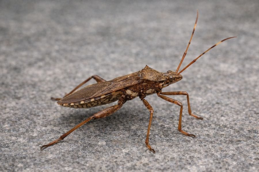 ホソヘリカメムシが細長くて怖い