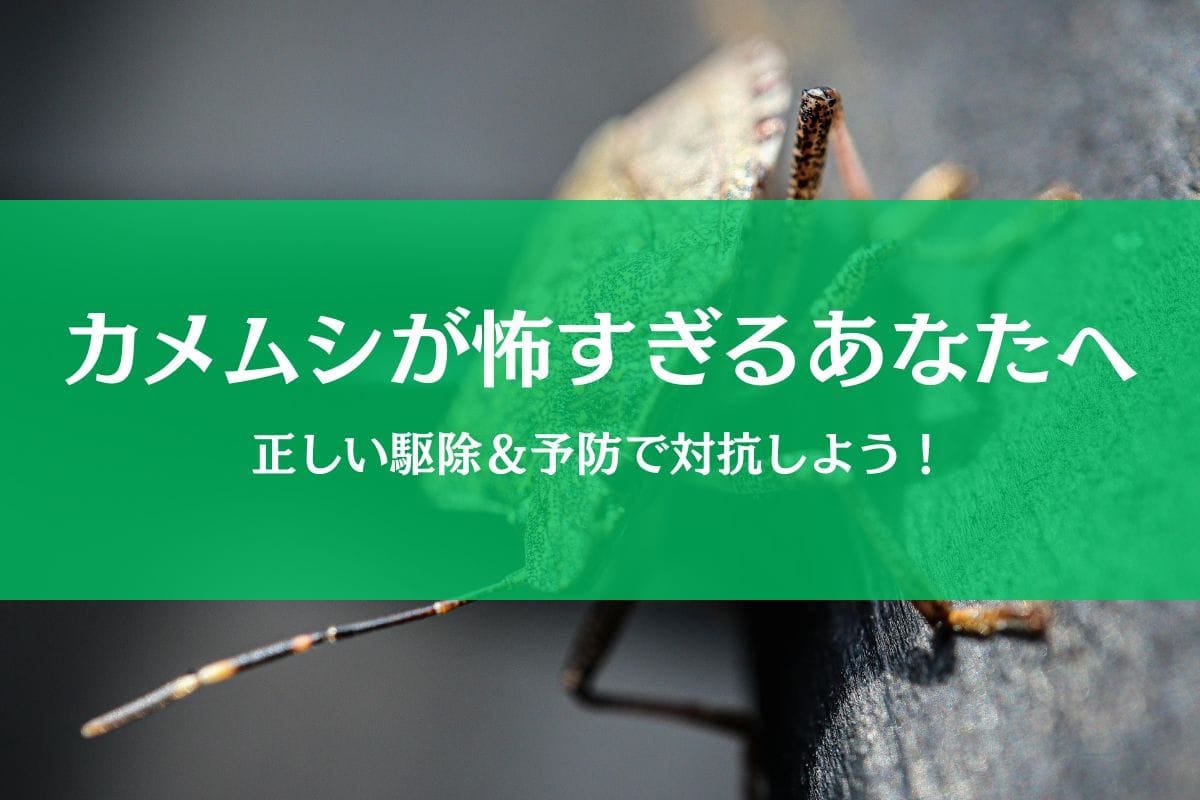 カメムシが怖い件について｜恐怖症の克服より駆除＆予防法で対抗！