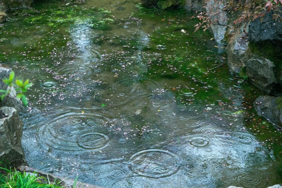 雨の日は玄関にナメクジが寄ってきやすい？