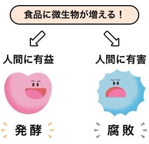 発酵と腐敗の違いとは？