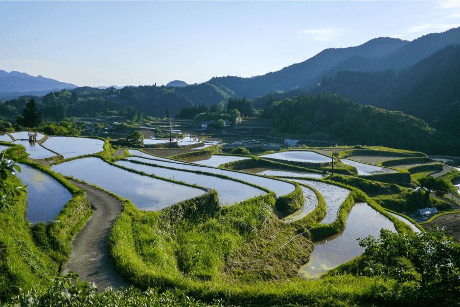 スズメバチを食べる地域とは？