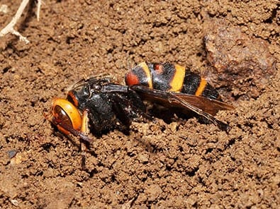 土の中で冬眠するヒメスズメバチの女王蜂