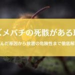 スズメバチの死骸が落ちてる理由|放置の危険性や巣の可能性を徹底解説
