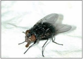 冬に活動するオオクロバエ