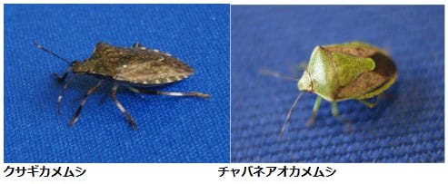 マイナス５℃で死亡するカメムシとは