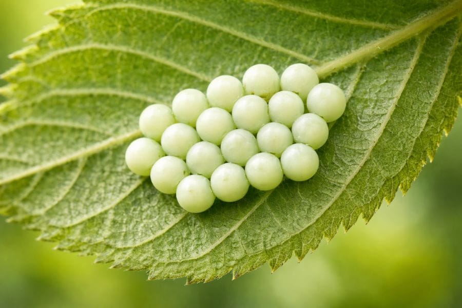 カメムシは卵をどこに産む？