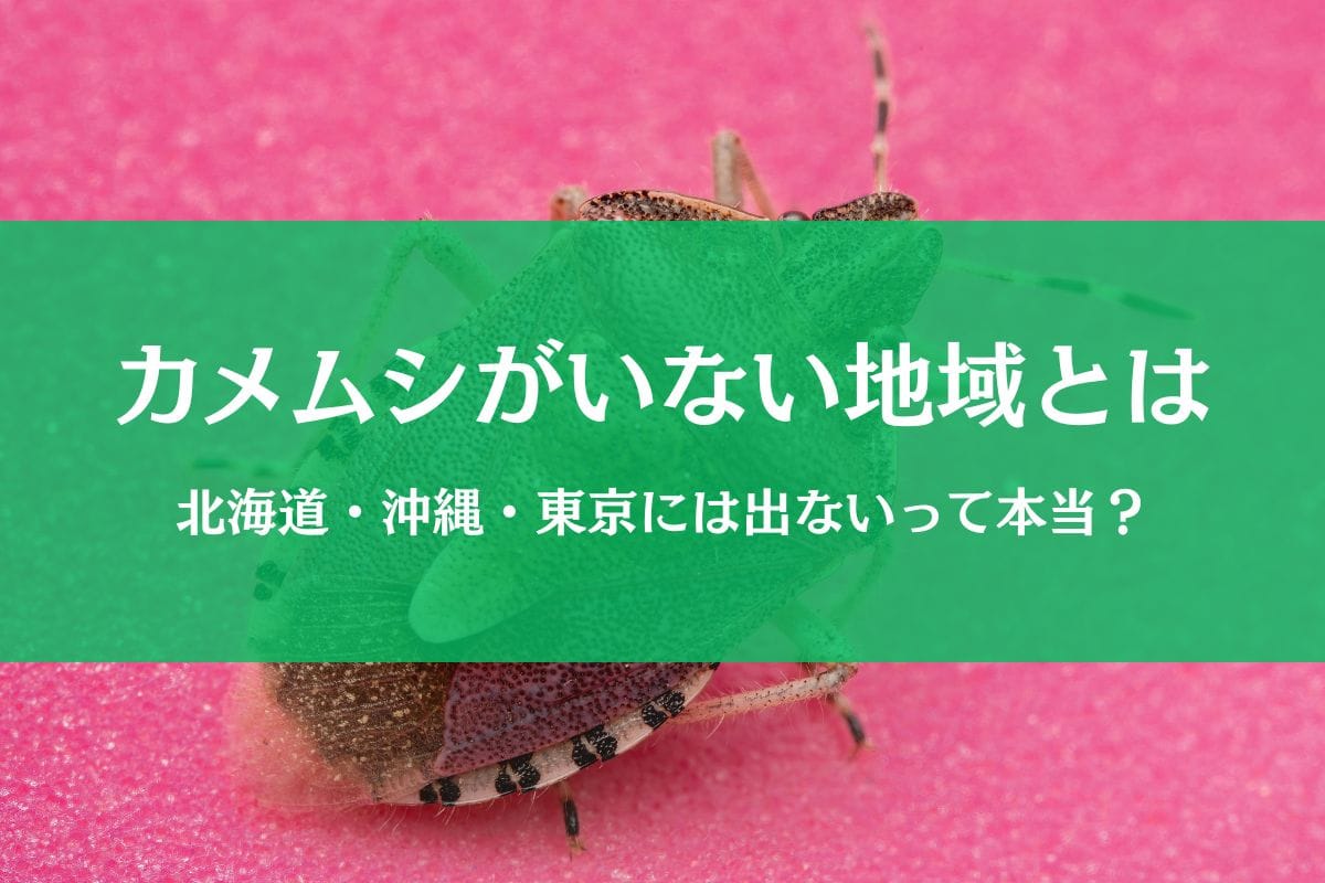 カメムシがいない地域はどこ？噂と実態を徹底解説