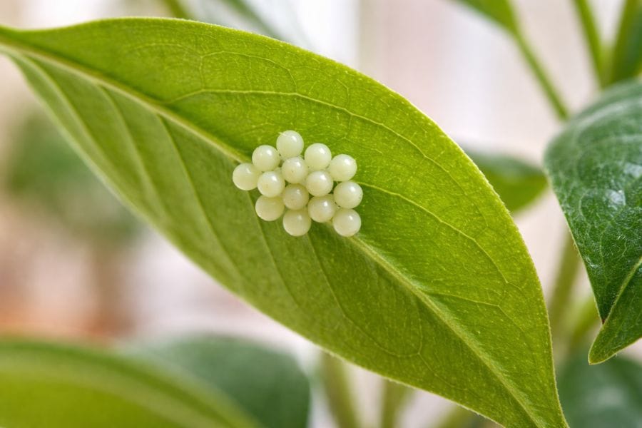 カメムシの卵や幼虫が家の中で繁殖する可能性はある？