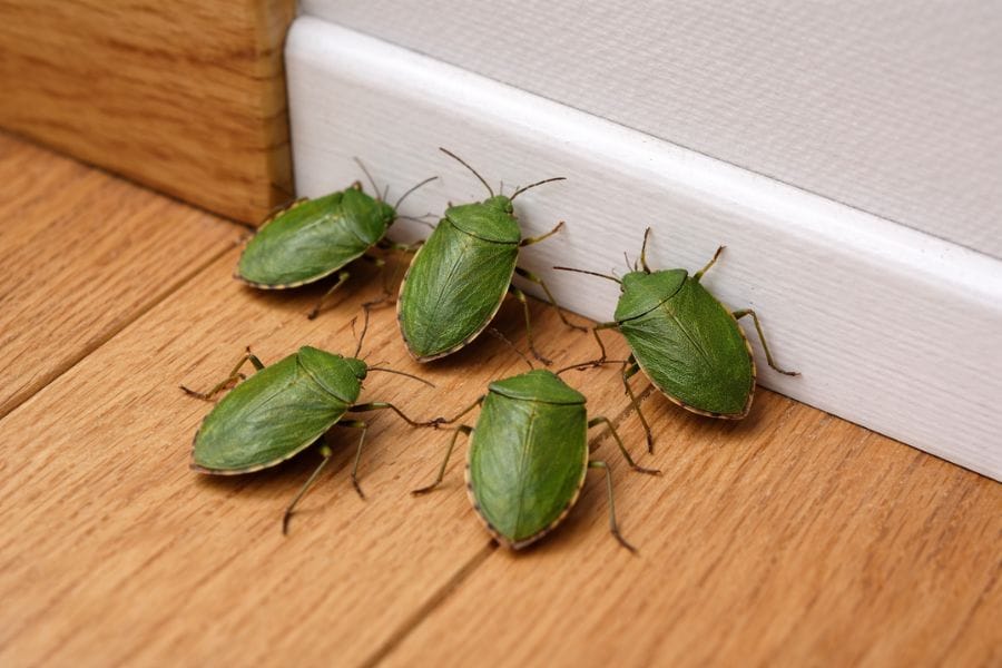 カメムシが家の中で大量発生したらどうする？