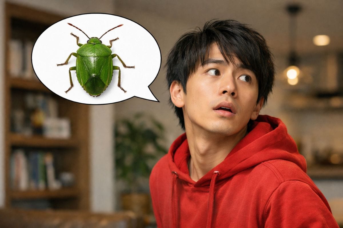 カメムシは家の中のどこにいる？見失ったときの対処法