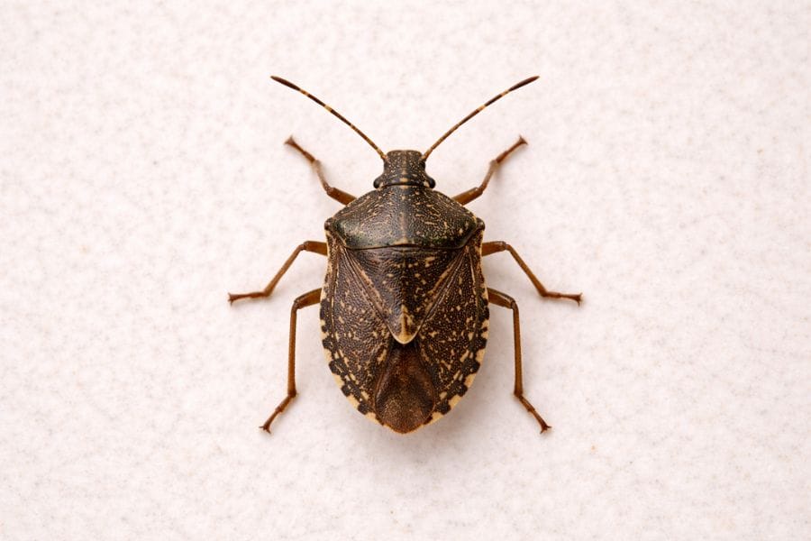 家の中で見つかる茶色いカメムシの正体とは