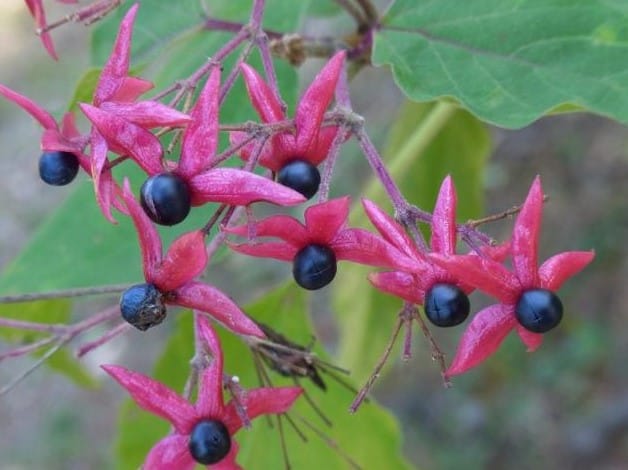 クサギ（臭木）の葉と果実