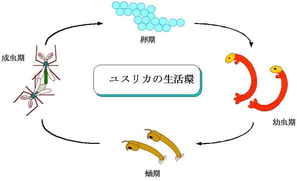ユスリカとはどんな虫なのか