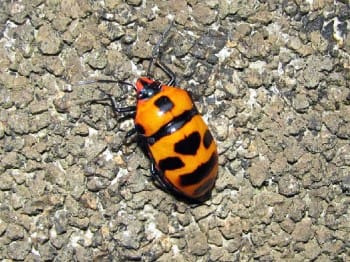 美しいオオキンカメムシも臭いのか?