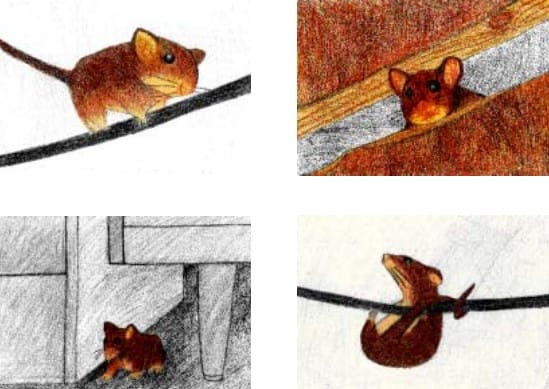 天井裏にはカメムシだけじゃなくネズミもやって来る?