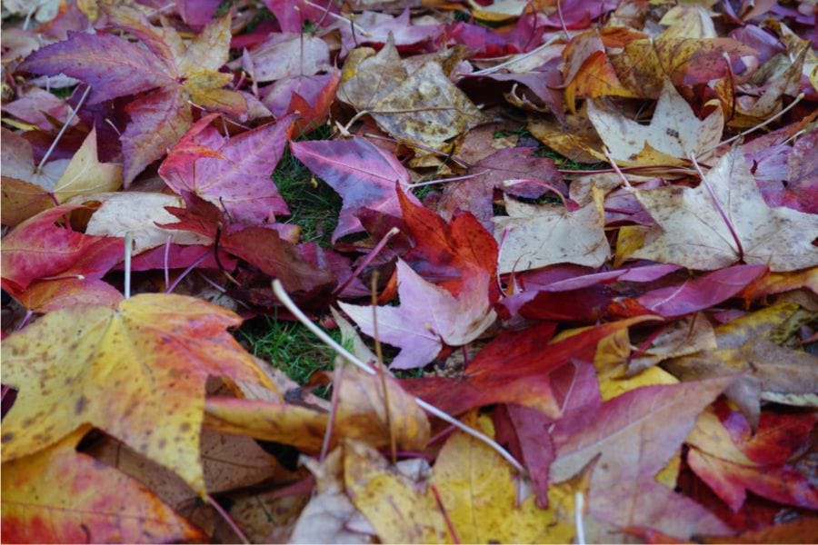 カメムシは落ち葉や枯草の下に隠れる