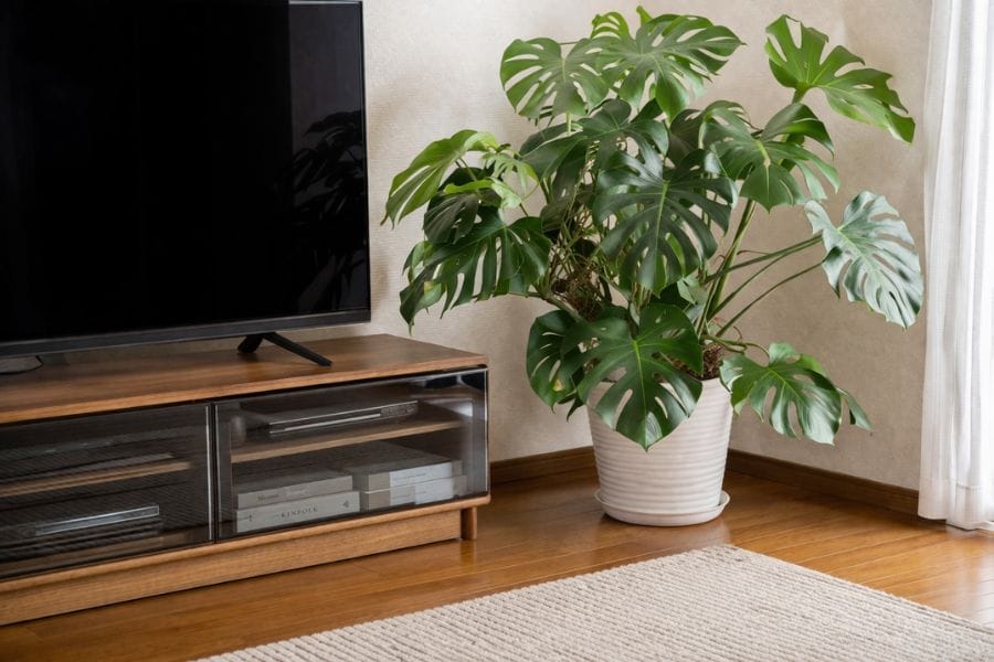 カメムシは観葉植物のまわりに隠れる