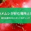 カメムシが好きな場所はどこ？屋内＆屋外で見つかるポイント８選