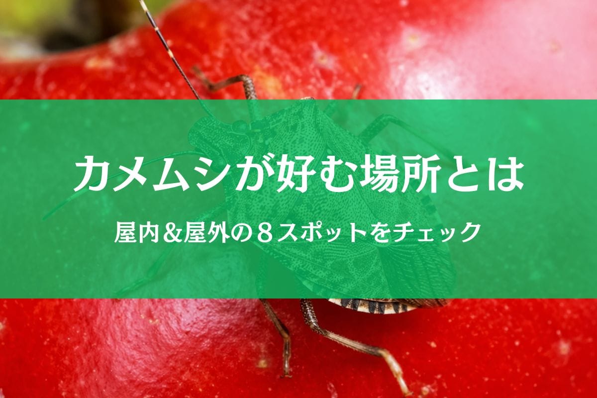 カメムシが好きな場所はどこ？屋内＆屋外で見つかるポイント８選