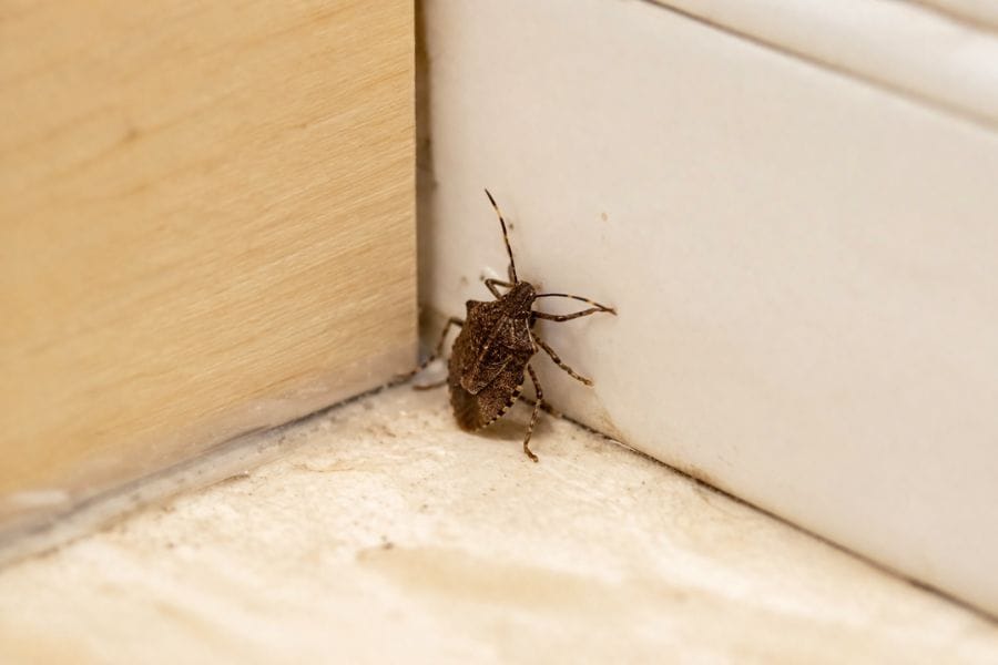 カメムシは秋に家の中に入りやすい