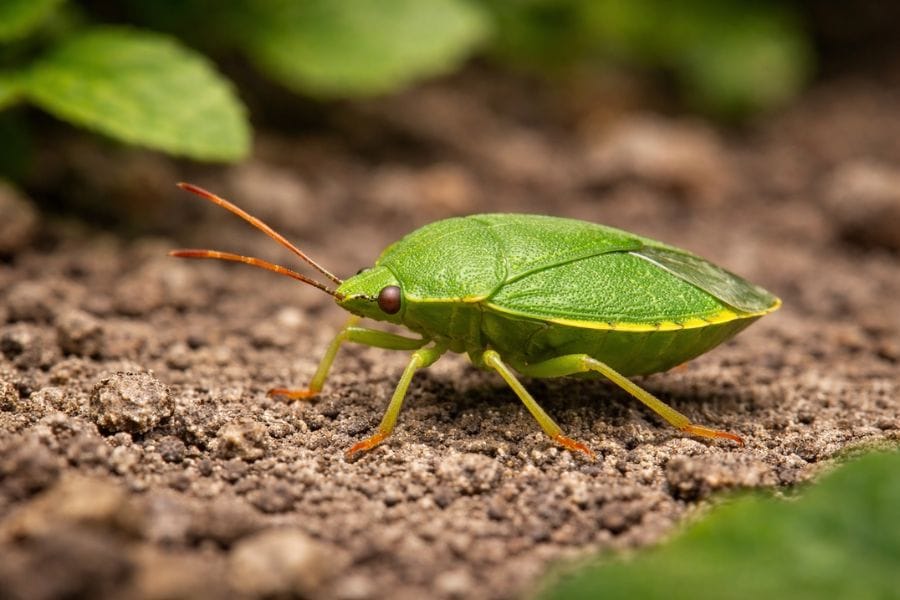 カメムシの動きはそれほど速くない