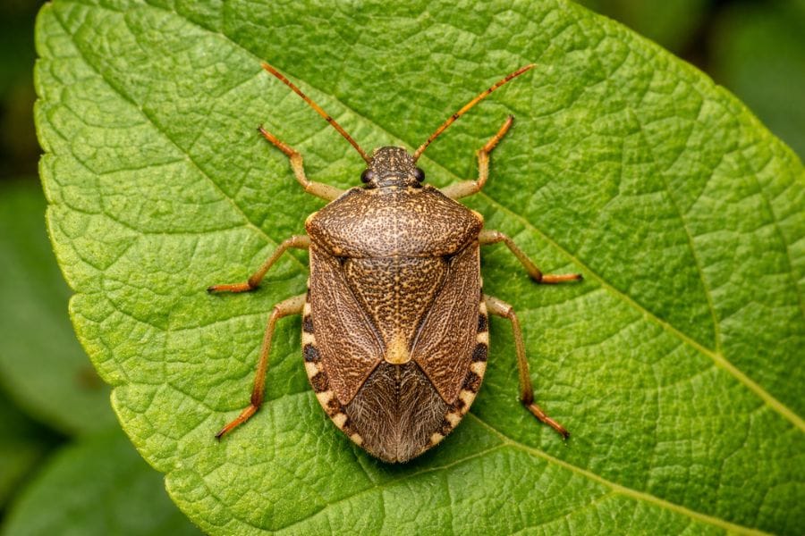 カメムシは平たい五角形の体をしている