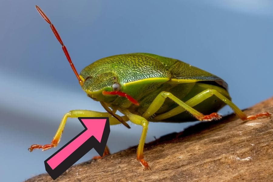 カメムシは口がストロー状である