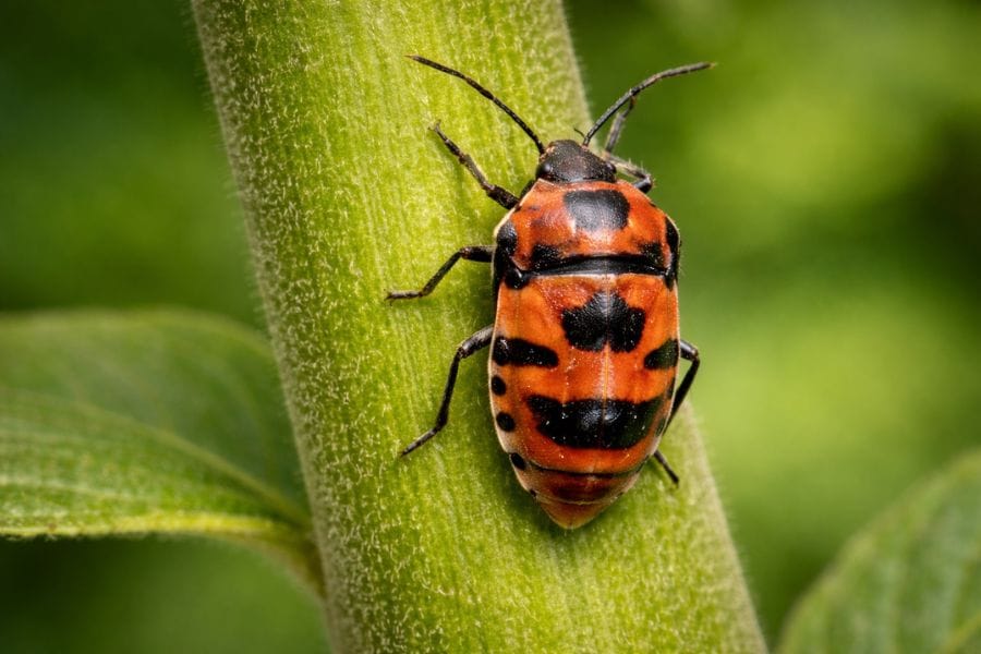 カメムシは種類によって色が全く違う