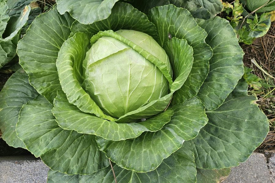 カメムシは植物の汁を吸う