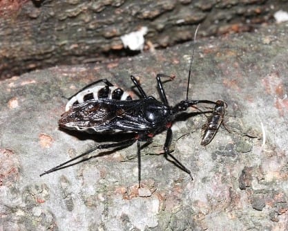 カメムシには肉食性の種もいる