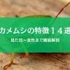 カメムシの特徴まとめ｜臭いだけじゃない見た目・習性・生態を解説