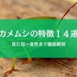 カメムシの特徴まとめ｜臭いだけじゃない見た目・習性・生態を解説